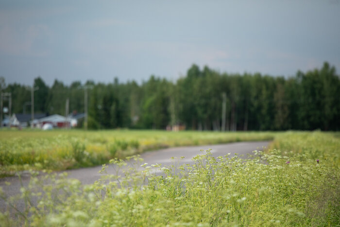 2023_06 Liminka_kesä_001.jpeg